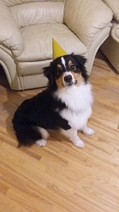 dog birthday photo
