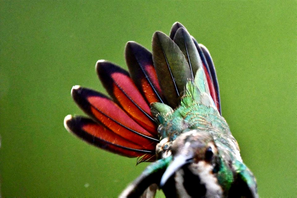 Anthracothorax nigricollis - Mango pechinegro -