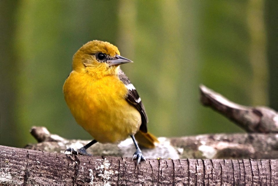 Icterus galbula - Turpial de Baltimore