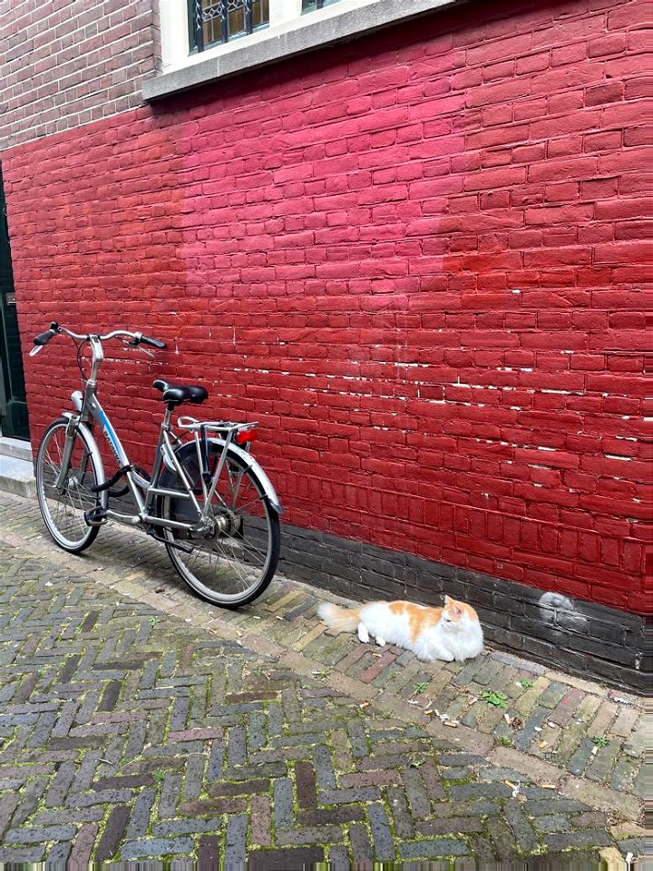 Cat and Bike photo