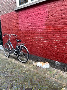 Cat and Bike photo