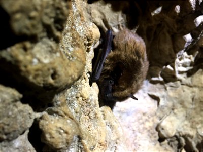 Big brown bat (Eptesicus fuscus)
