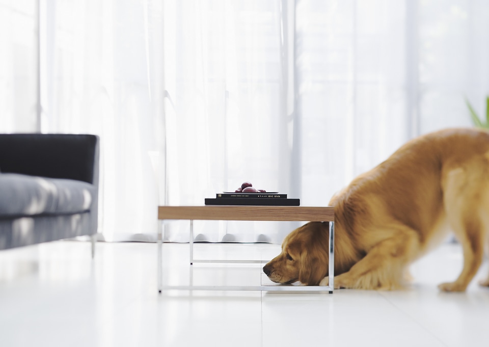 Living room with dog in foreground