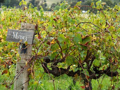 Moothi Estate Winery II
