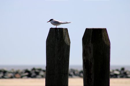 Forster's Tern photo