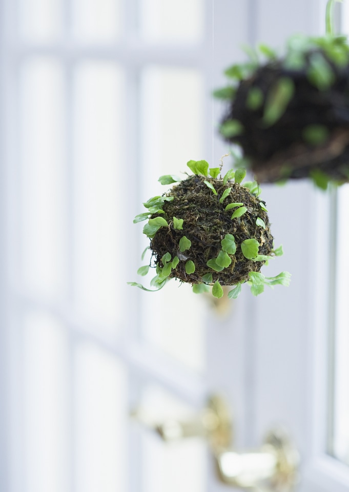 moss on plant indoor
