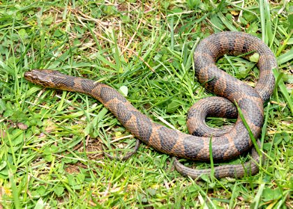 Northern Watersnake photo