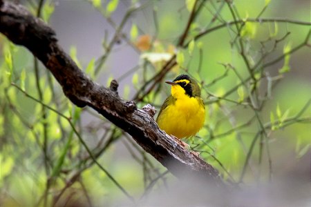 Kentucky Warbler photo