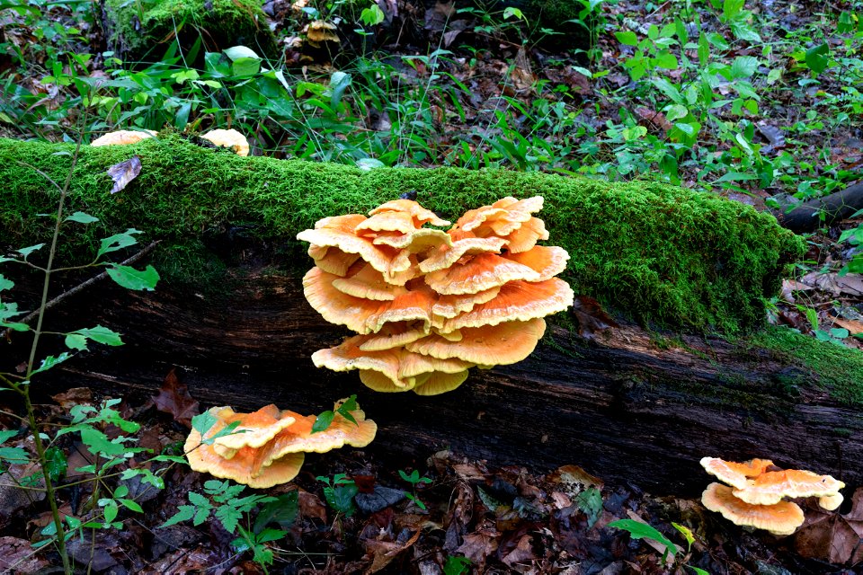 Chicken-of-the-Woods
