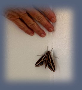 Sphinx Moth photo