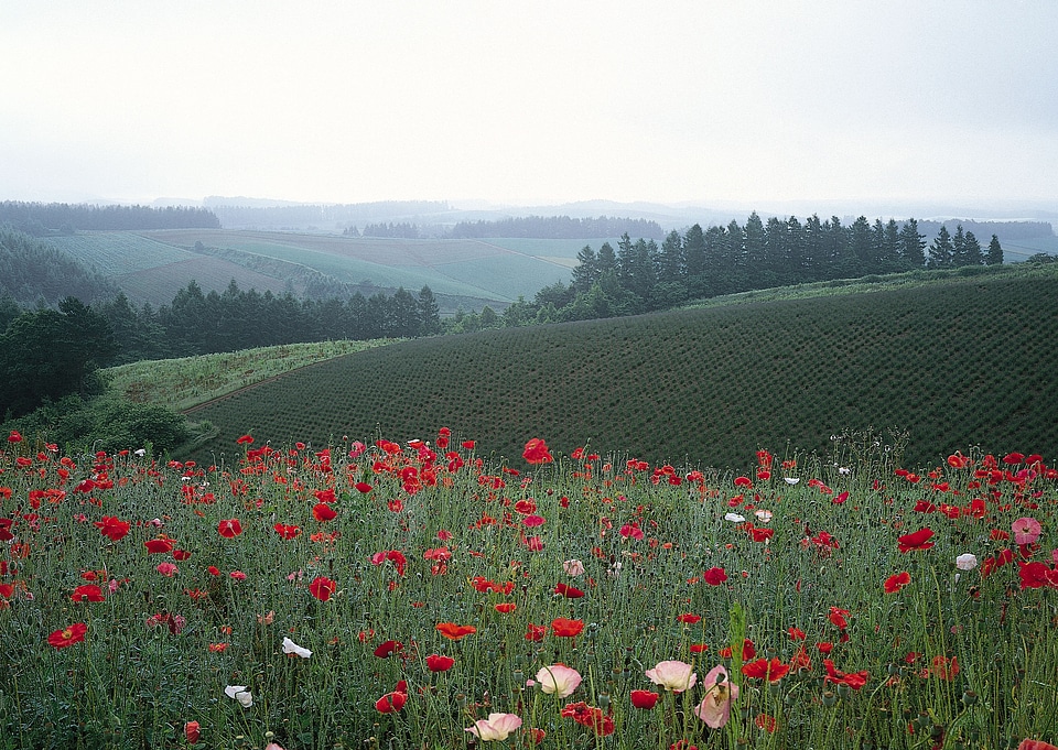 A field of red poppies and other wild flowers