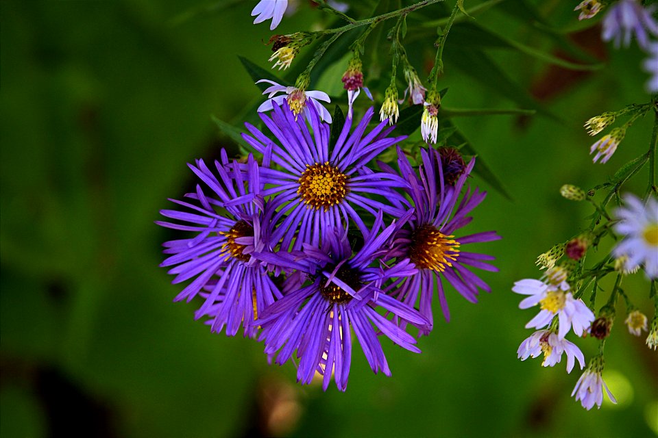 Early Autumn Wildflowers, Violet-Purple