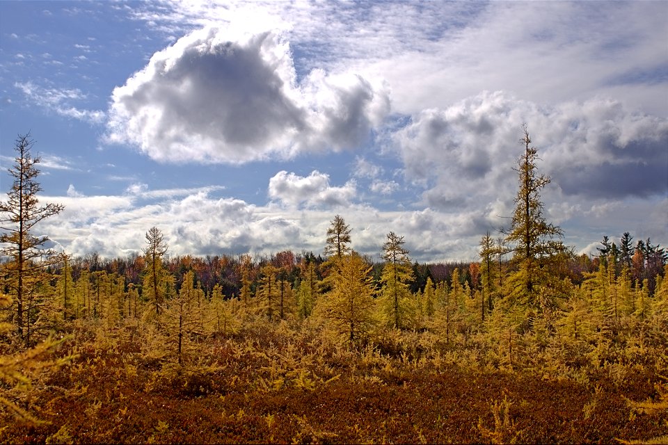 Fall Colours, Mer Bleue (Jack) Pines photo