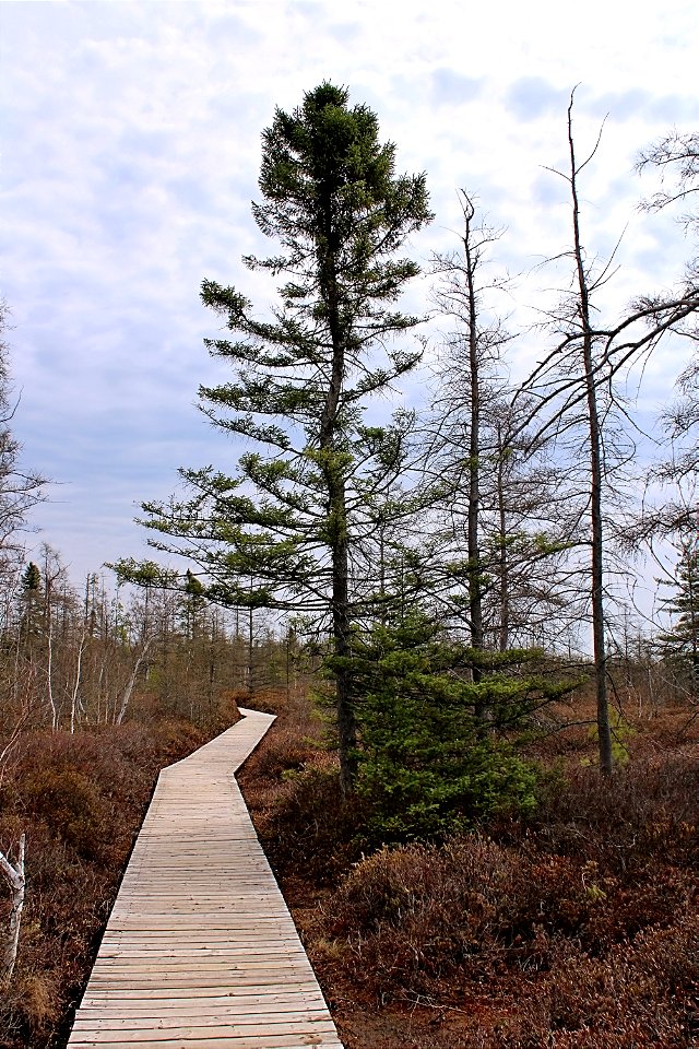 Board Walk Through The Ottawa Green Belt