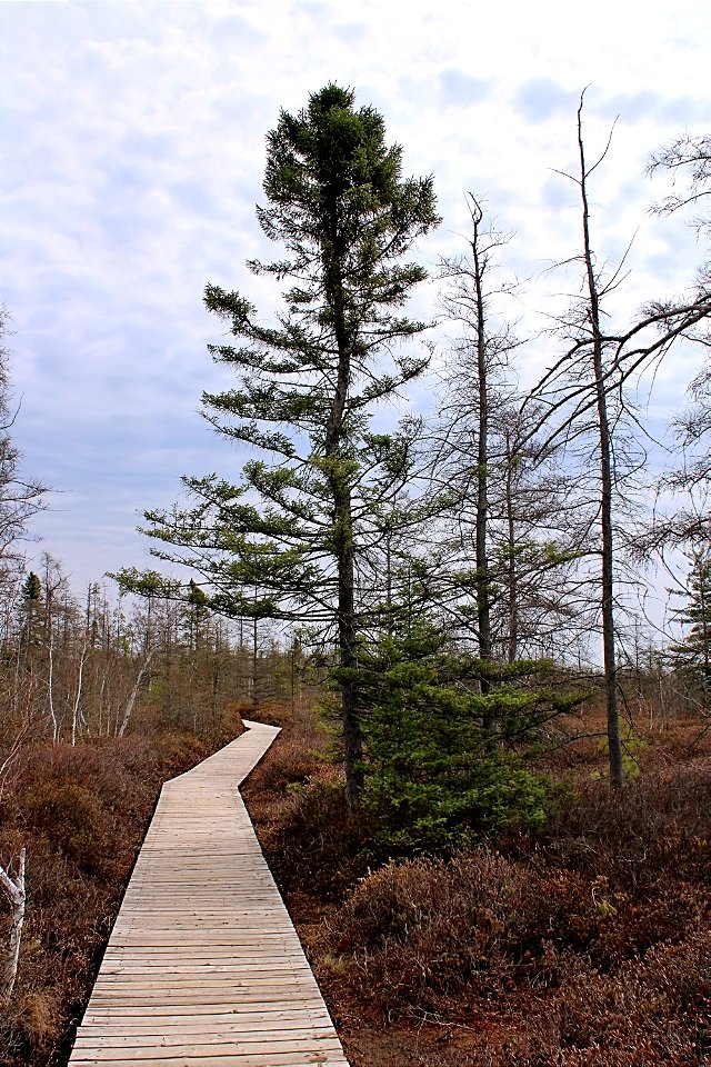 Board Walk Through The Ottawa Green Belt photo