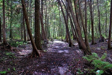 Morning Walk Along A Forest Trail
