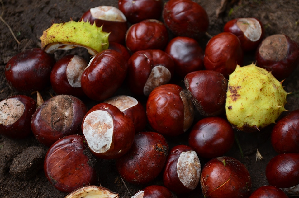 Shine chestnut fruit chestnut forest