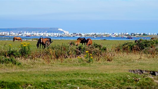 Ponies Christchurch photo