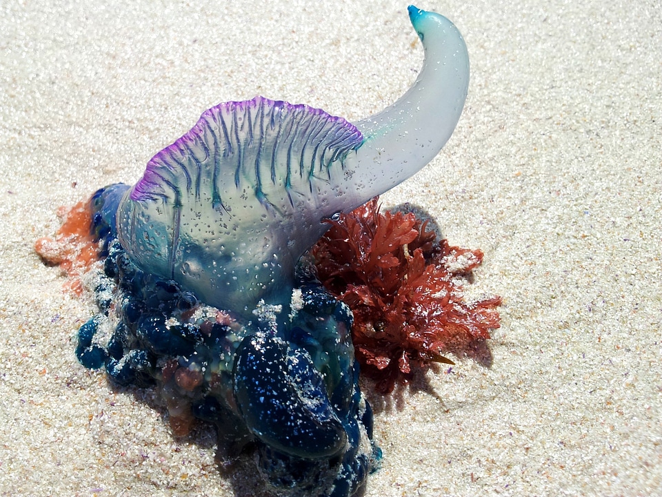 Ocean sea animal beach