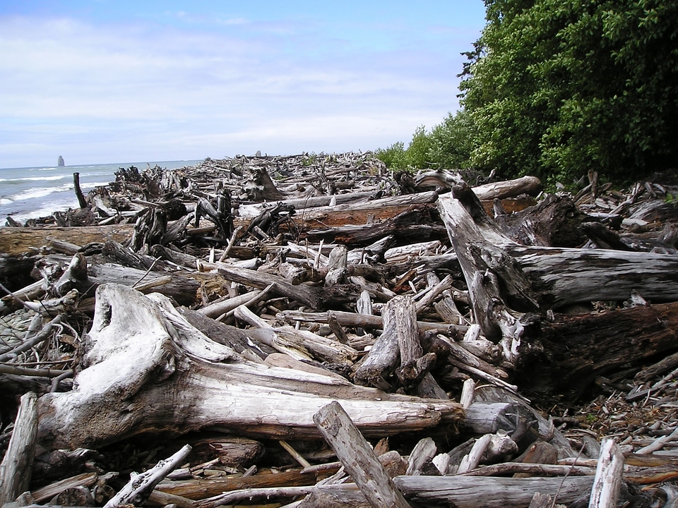 Logjam at Hoh River Mouth