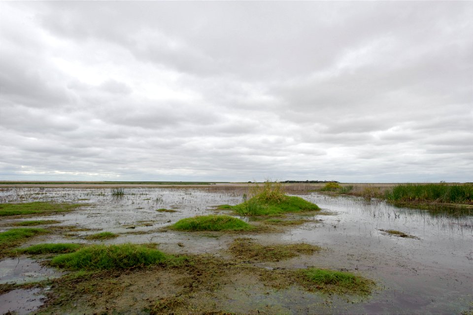 wetlands