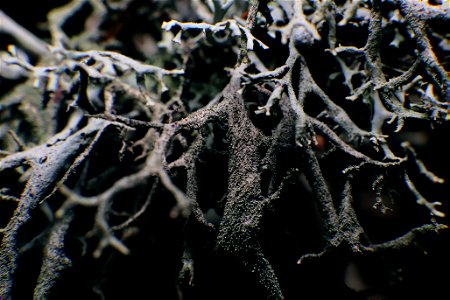 Dark moss photo