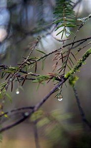 Water droplets on a spruce photo