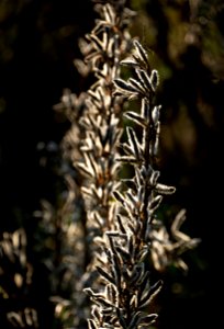 Lupine seedpods in Chateaux Luna vineyard 5 photo