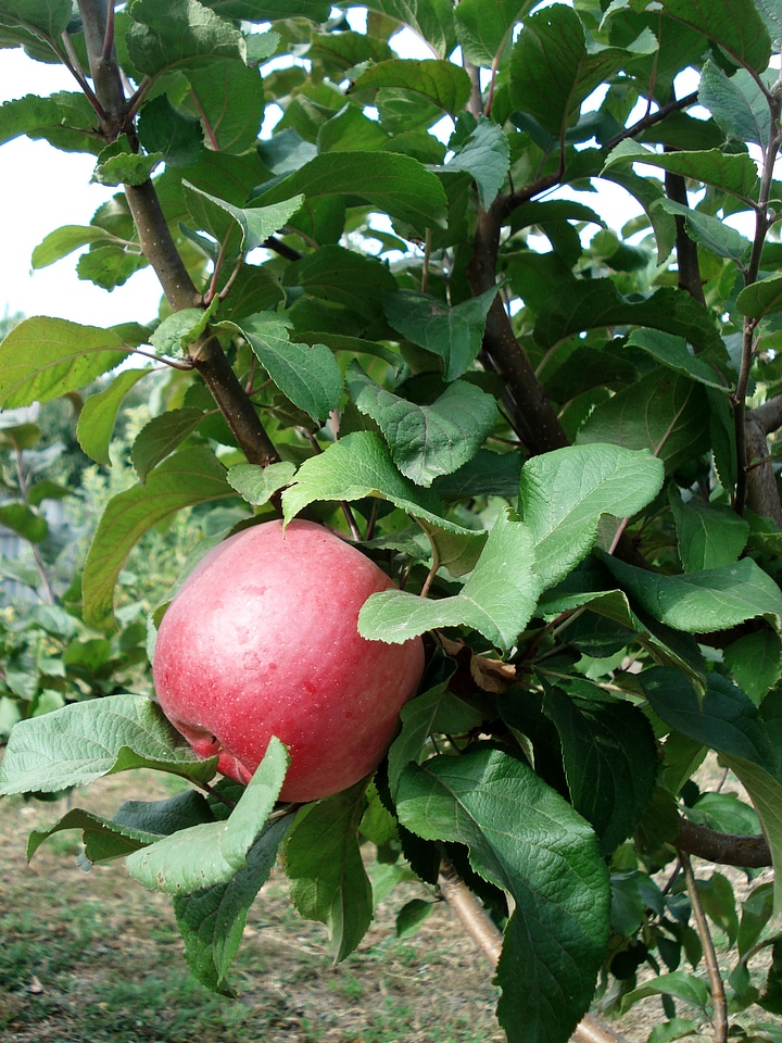 Apple tree fruit green apple