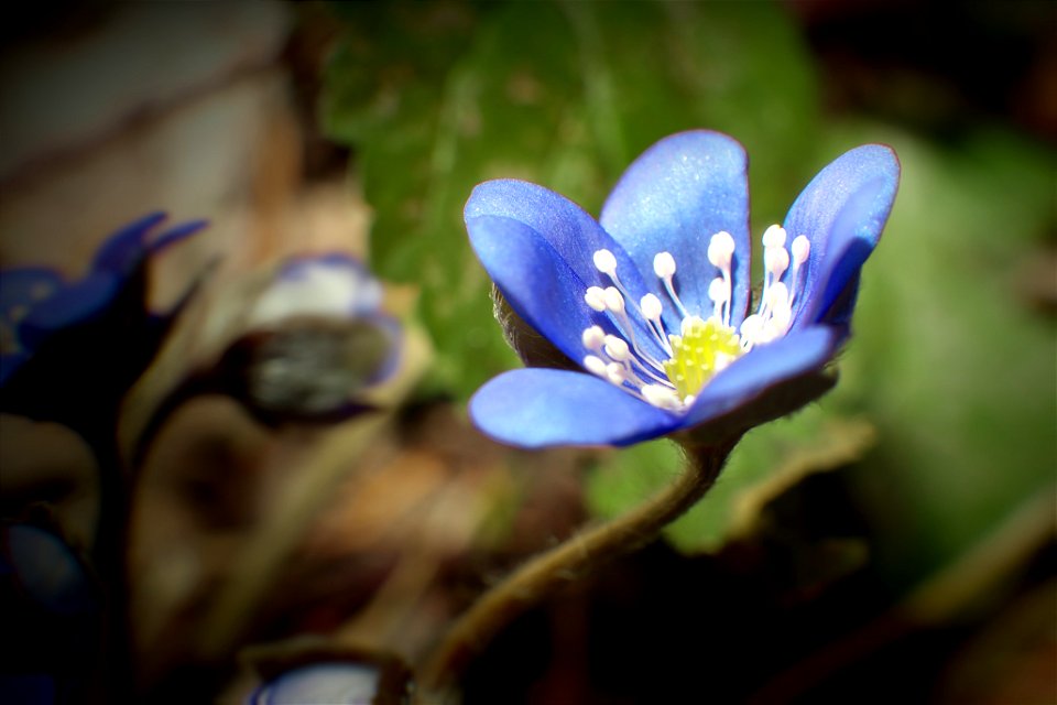 Hepatica nobilis photo