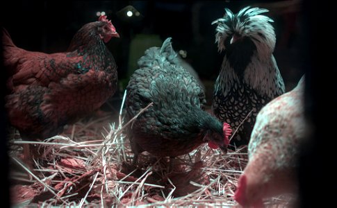 Funky chickens photo