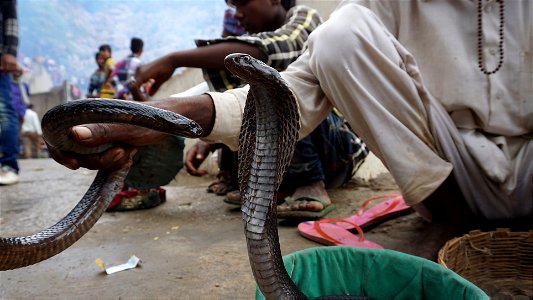 Mumbai Snakes photo