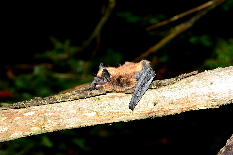 Myotis leibii 2 - by Jordi Segers.JPG