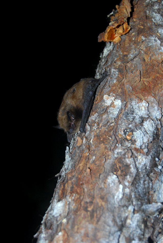 Little brown bat - Jordi Segers