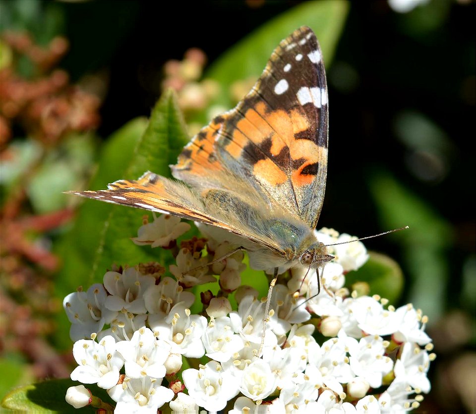 Painted Lady (Vanessa cardui)