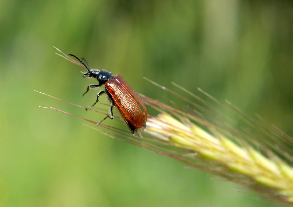 Omophlus sp.