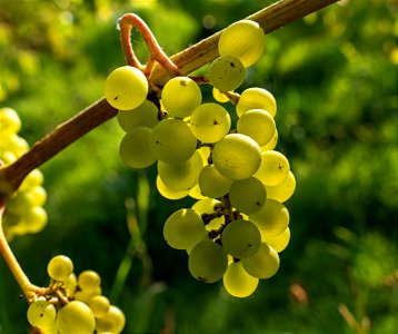 Solaris grapes in Chateaux Luna vineyard 14