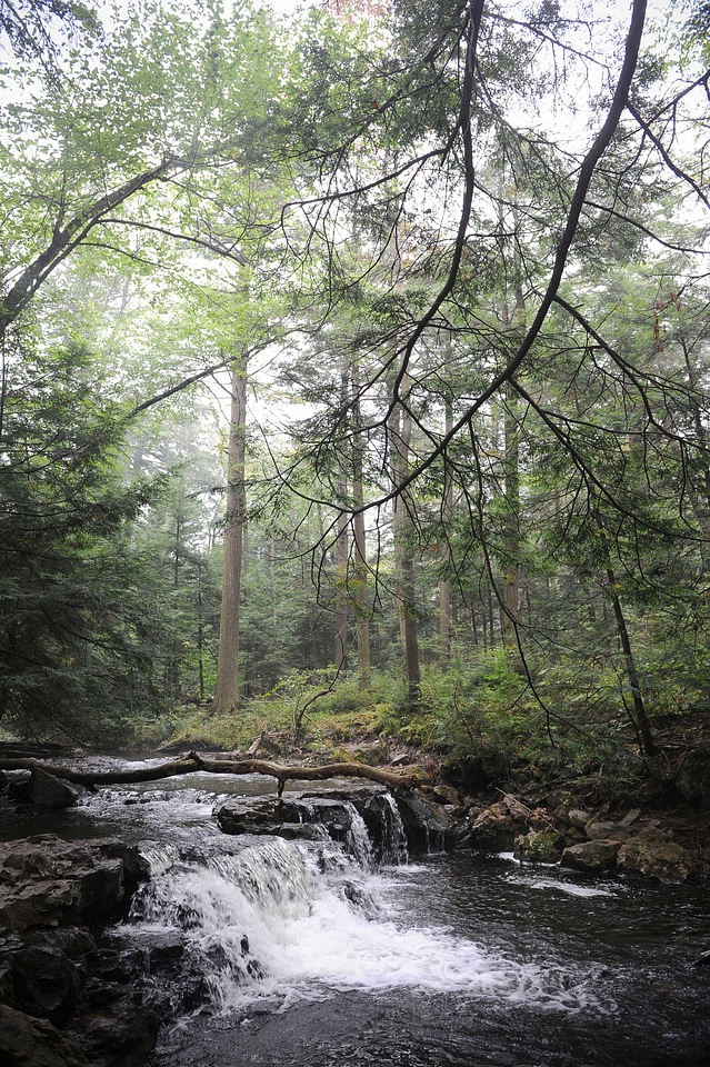 Ricketts Glen State Park