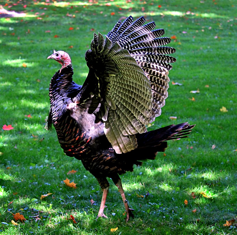Early Autumn, Wild Turkey