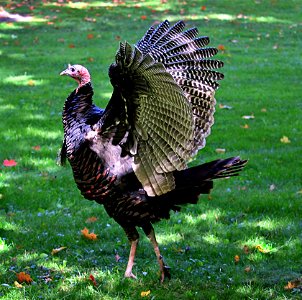 Early Autumn, Wild Turkey photo