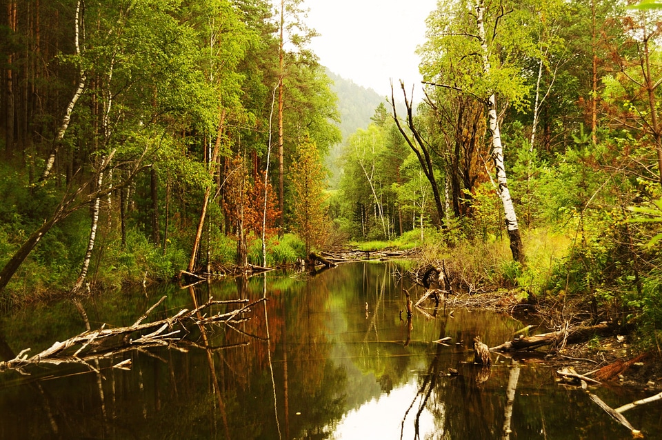 The trees reflected in calm water