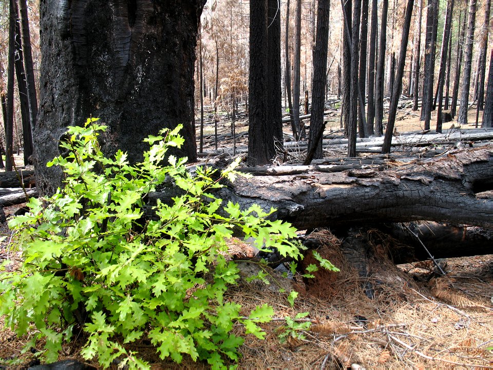 PostWildfireRegrowth-Unknown-001