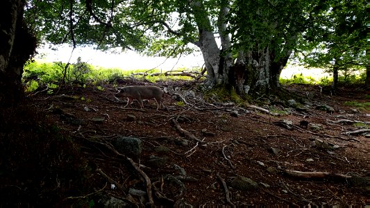 GR 20 Nord Sud Etape 13 Usciolu - Bergerie Croci