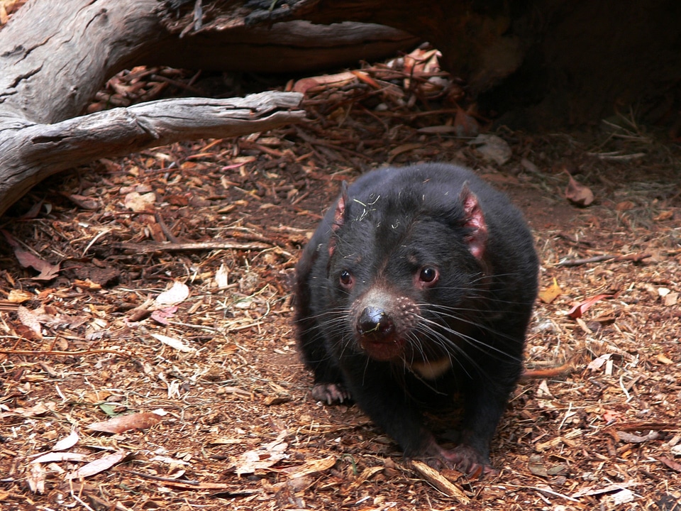 Wildlife australia endangered
