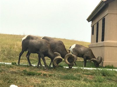 Badlands Bighorn Sheep