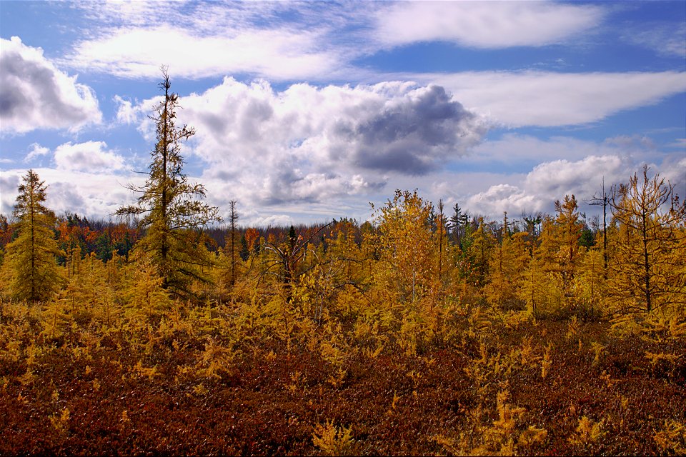 Autumn Colours At Mer Bleue