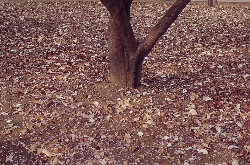 Autumn foliage in Korea