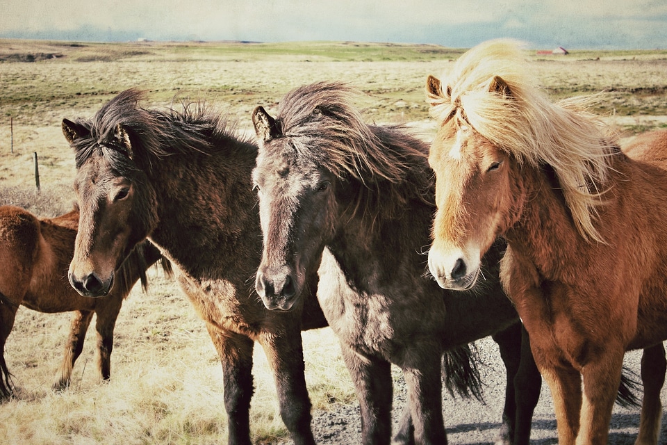 Group of three young horses on the pasture