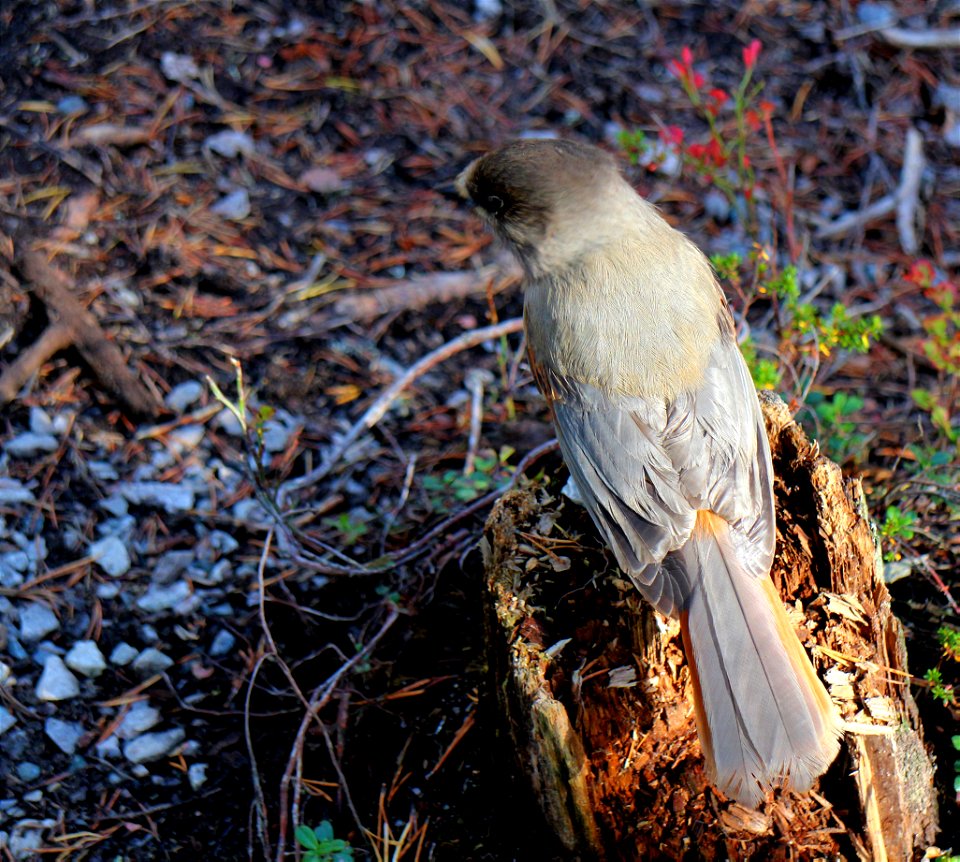 Perisoreus infaustus photo