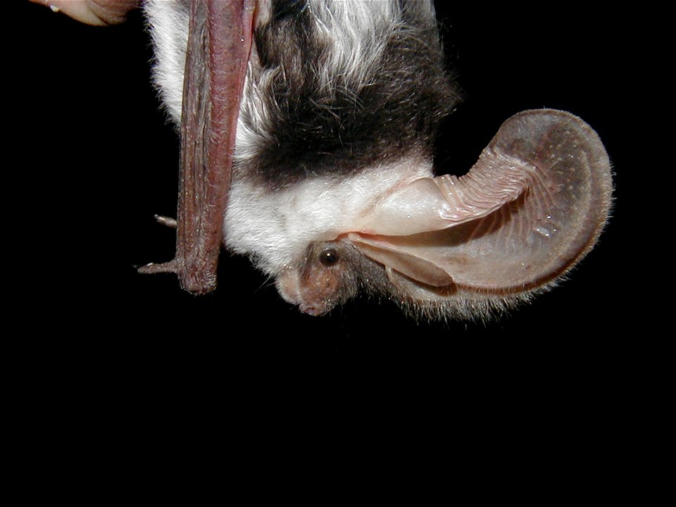 Spotted bat (Euderma maculatum) captured at VCNP